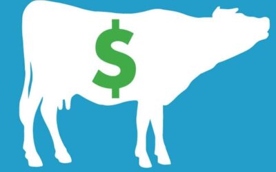 Bulls, Bears & CASH COWS